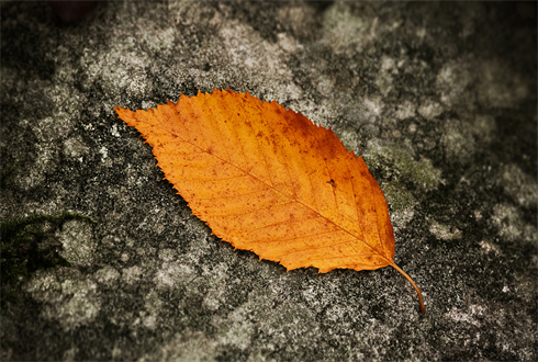 02067_fallenleaf_1920x1080.jpg