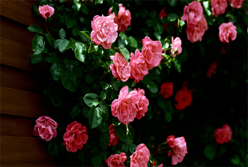 01911_roses_1920x1080.jpg