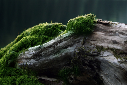 02097_moss_1920x1080.jpg