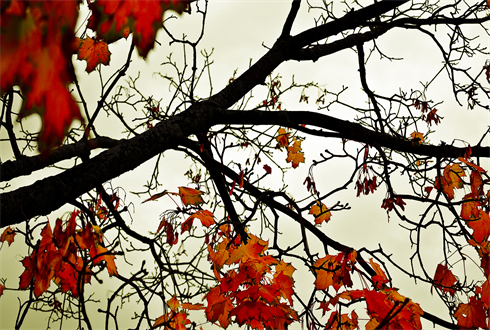 02091_coloursoffall_1920x1080.jpg