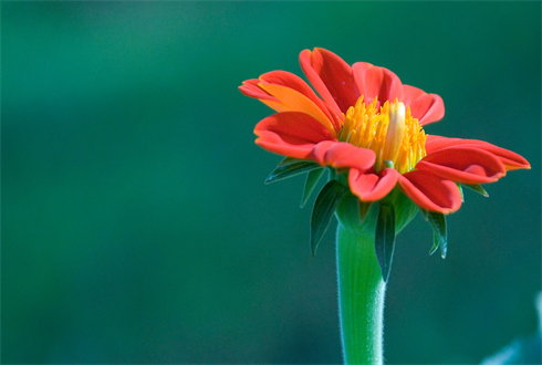 01308_redgerbera_1920x1080.jpg