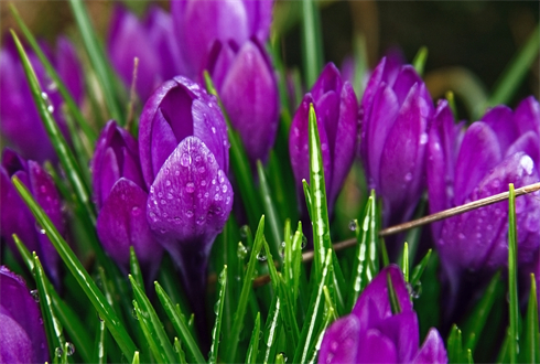 01859_crocusesaftertherain_1920x1080.jpg