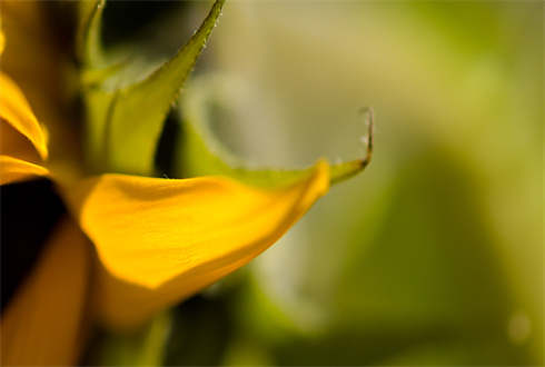 01449_sunflower_1920x1080.jpg