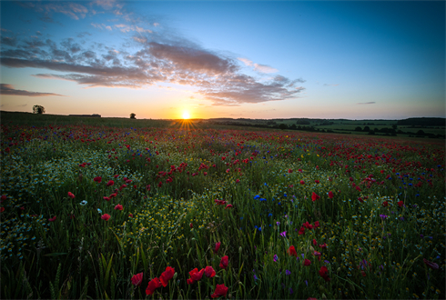 03002_sunriseoverthepoppyfield_1920x1080.jpg