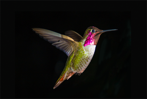 03269_hummingbirdinflight_1920x1080.jpg