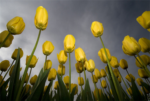 01332_lowangletulips_1920x1080.jpg