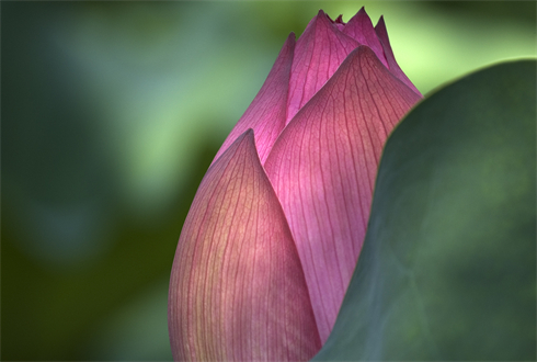 02302_lotusflower_1920x1080.jpg