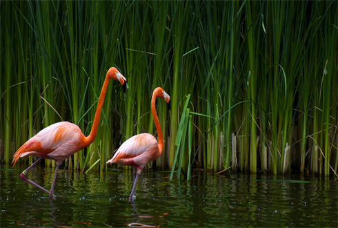 02262_flamingos_1920x1080.jpg